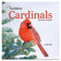 Audubon Cardinals Mini Wall Calendar 2026 cover featuring a Northern Cardinal perched on an evergreen branch, highlighting vivid bird photography for each month.