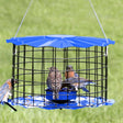 Erva Baffled Bluebird Feeder with blue top, black cage, housing three bluebirds. Designed to deter larger birds, features fly-through openings and a glass dish.