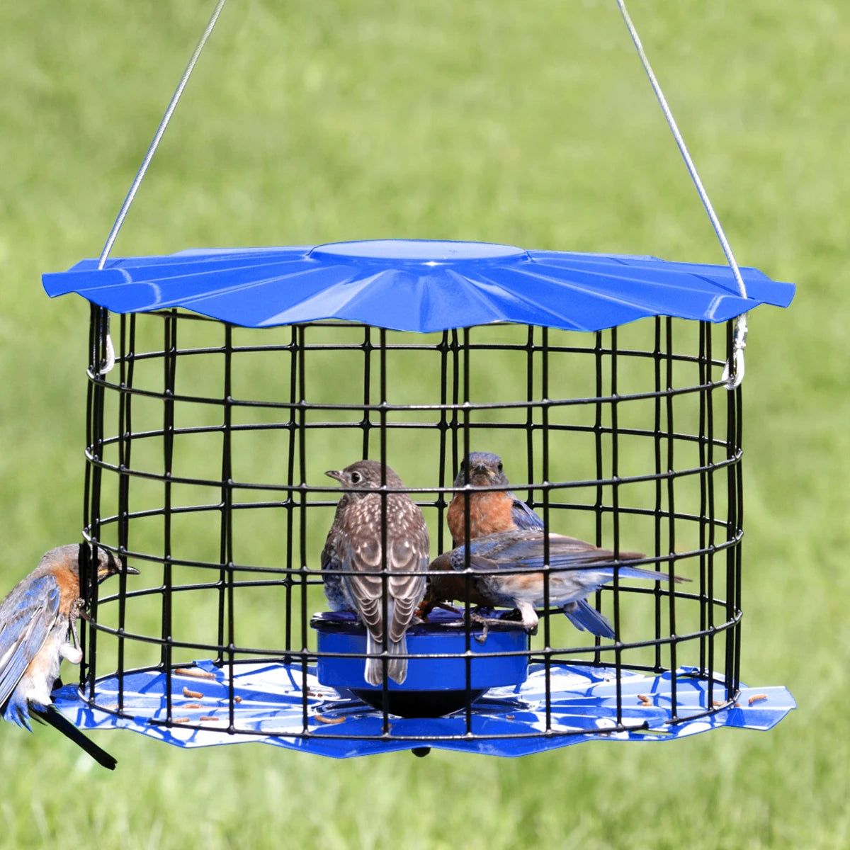 Erva Baffled Bluebird Feeder with blue top, black cage, housing three bluebirds. Designed to deter larger birds, features fly-through openings and a glass dish.