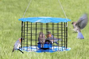 Erva Baffled Bluebird Feeder features a caged design with a central glass dish, preventing larger birds from accessing the mealworms inside.