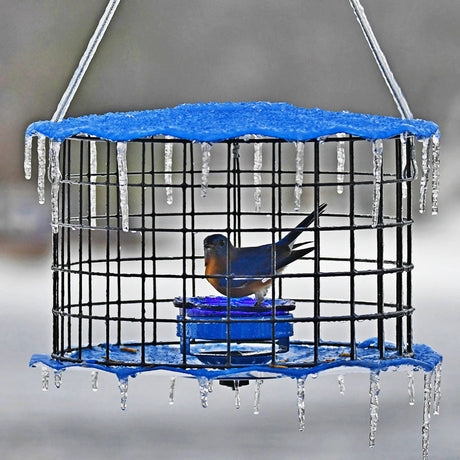 Erva Baffled Bluebird Feeder with icicles, featuring a small wire cage and bluebird on a suet block, designed to exclude larger birds.
