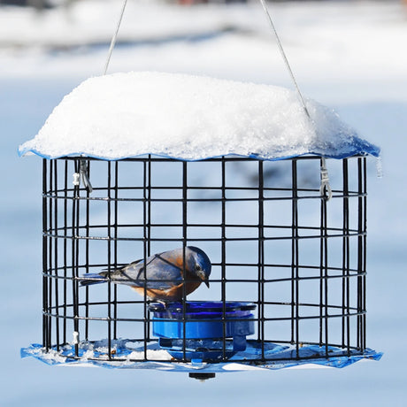Eastern Bluebird perched inside Erva Baffled Bluebird Feeder, featuring a snow-topped roof and wire cage protecting a blue feeding dish.