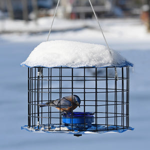 Erva Baffled Bluebird Feeder in a snowy outdoor setting, showcasing its caged design to protect bluebirds while they feed.