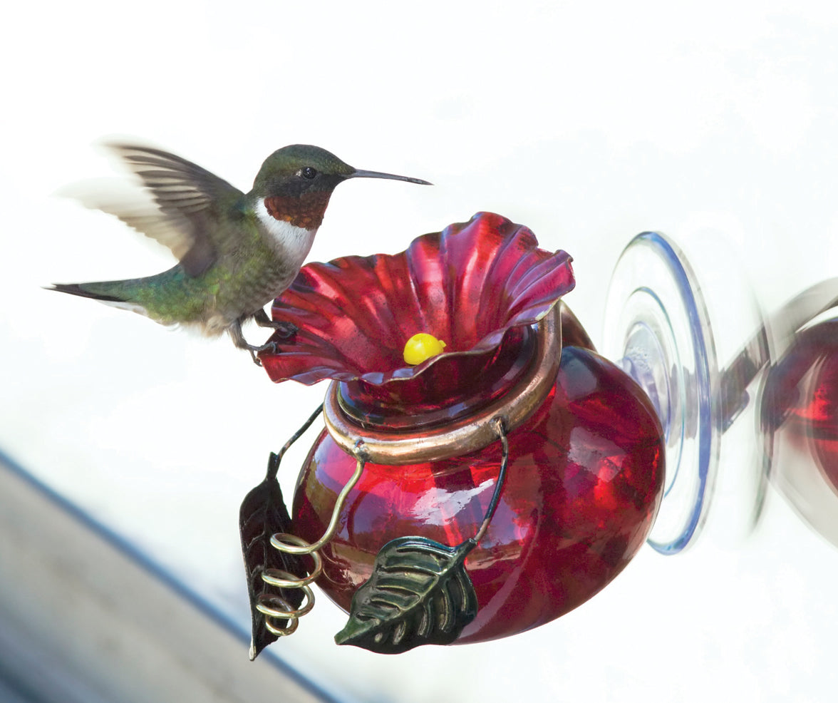 Window Watch Feeder: A hummingbird drinks nectar from a red flower attached to a garnet red glass bottle with brass accents, mounted by a window.