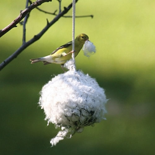 Bird perched on a branch with a cotton ball in beak, illustrating the Cottontail Nest Builder's soft, easy-to-weave nesting fibers for birds.