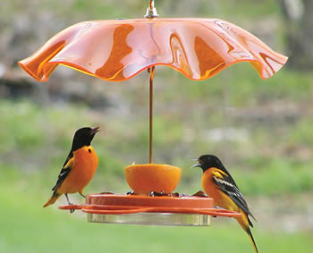 Oriole Fest & Orange Swirl Guard bird feeder with two birds eating, featuring four feeding ports, spacious perches, and a weather guard.