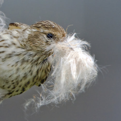 Bird pecking at soft white cotton fibers, ideal for nests. Cotton Nester Refill offers 100% natural, quick-drying nesting material, perfect for keeping baby birds warm and dry.