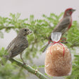 Bird perched on a branch near a 2 oz. bag of Aspen Nesting Refill, showcasing fine, shredded fibers ideal for bird nests.