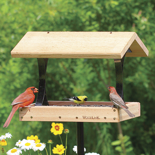 Platform Feeder with birds on it, showcasing a cedar platform with wrought-iron supports and mesh screen floor. Ideal for serving various foods to attract birds.