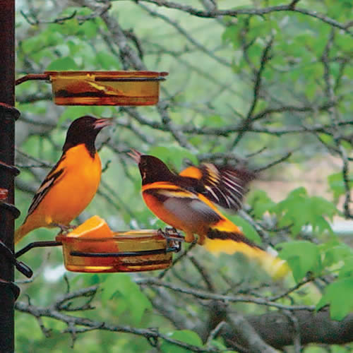 Quick Connect Orange Dish Feeders, Set of 2, featuring glass dishes on a bird feeder with orioles perched, perfect for grape jelly and easy pole mounting.