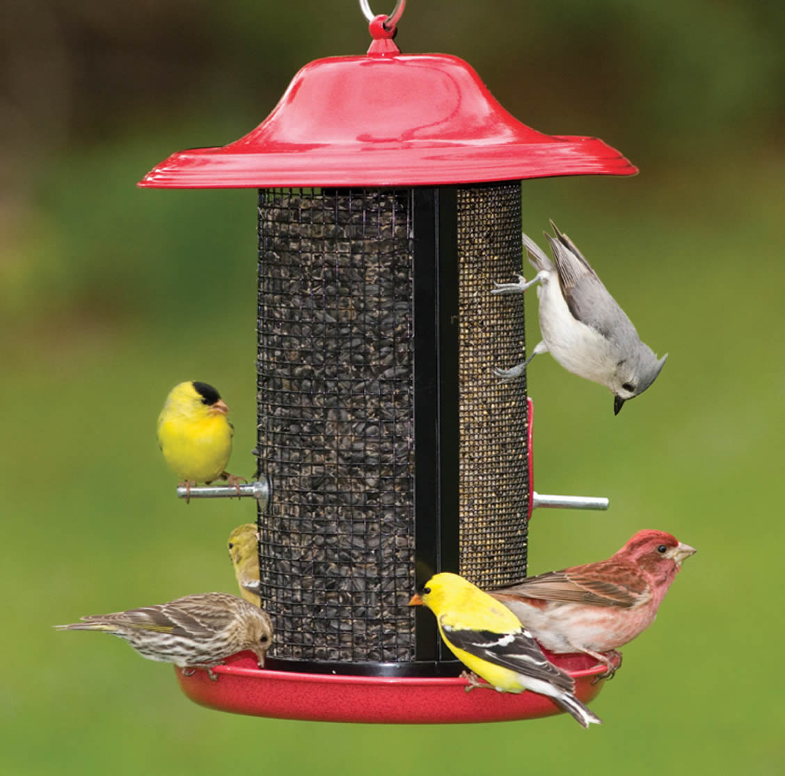 Red Rock Twin Feeder with two seed compartments, multiple feeding options, and built-in seed diverter, attracting various birds to a black steel mesh feeder.