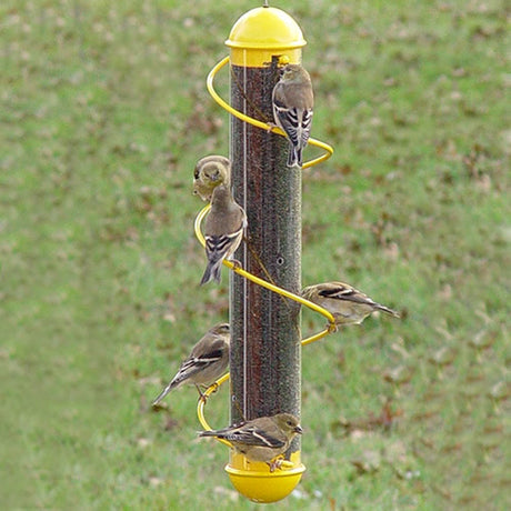 Yellow Spiral Nyjer® Feeder with multiple birds feeding from the spiral perch, highlighting its clear tube and yellow finish.