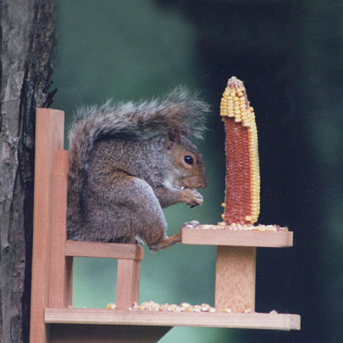 Duncraft Squirrel Chair Feeder: A grey squirrel eating corn on a wooden feeder, designed to keep squirrels entertained and birdfeeders untouched.