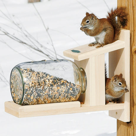 Duncraft Squirrel Jar Feeder on a post, with two squirrels accessing seeds from the inverted jar, showcasing its engaging design and easy squirrel entry.