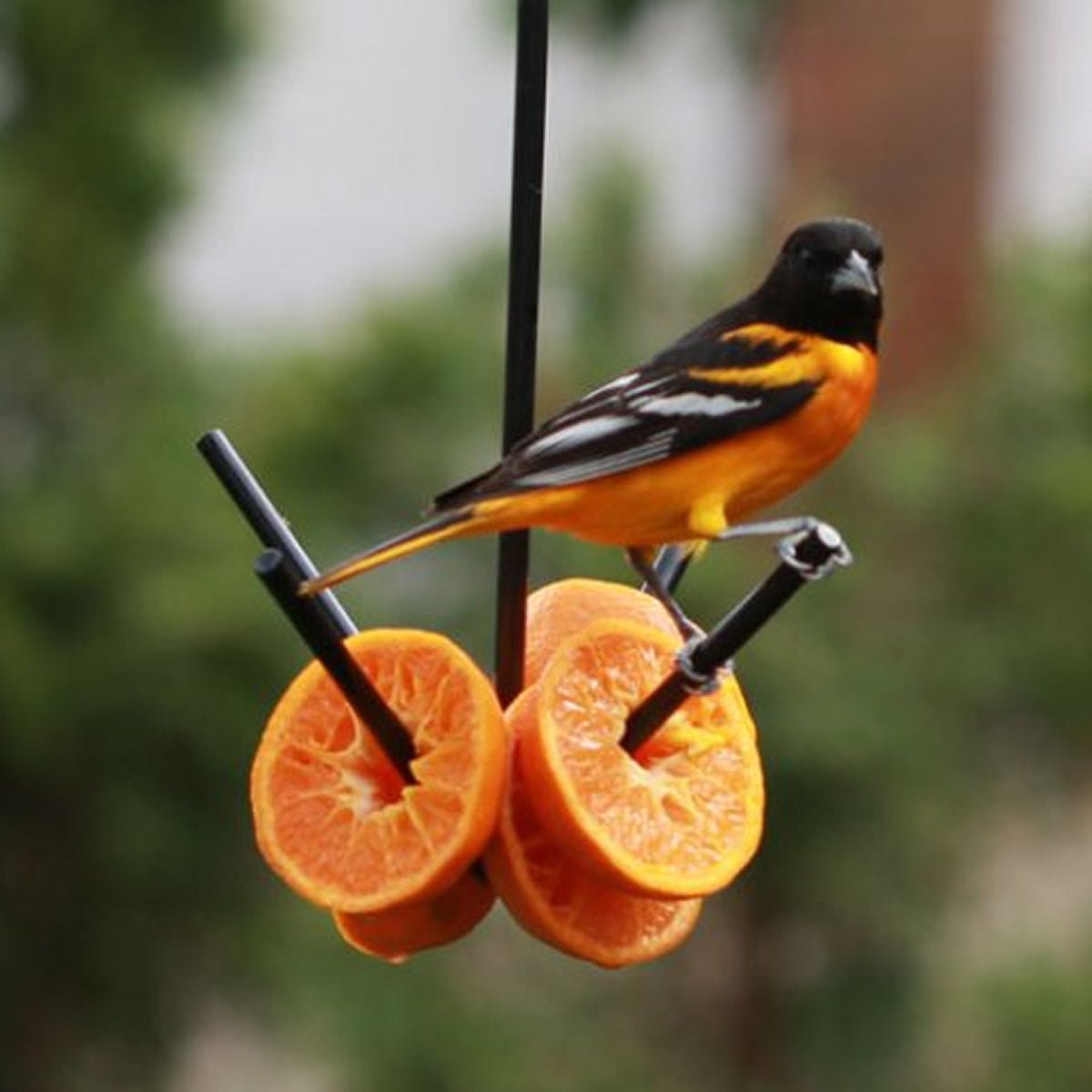 Metal Fruit Feeder with a bird perched on it, featuring three skewers for holding fruit like oranges to attract various bird species.