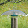 20 Clear Squirrel Baffle: Dual-tube bird feeder with protective dome, deters squirrels and rain, featuring tilting design and metal hook for easy hanging.