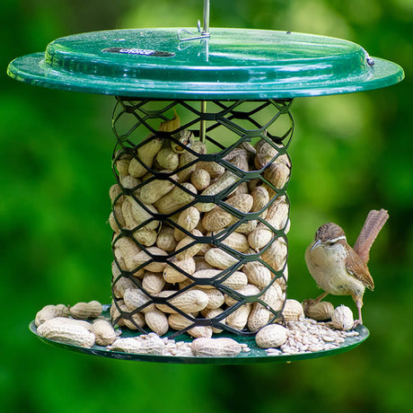 Magnet Mesh Peanut Feeder with bird perched on it, filled with whole peanuts, featuring a protective overhanging roof and steel mesh design.