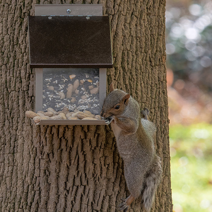 Squirrel Lunch Box: A squirrel eating from a metal-roofed feeder with a clear plexiglass window, designed to divert squirrels from bird feeders.