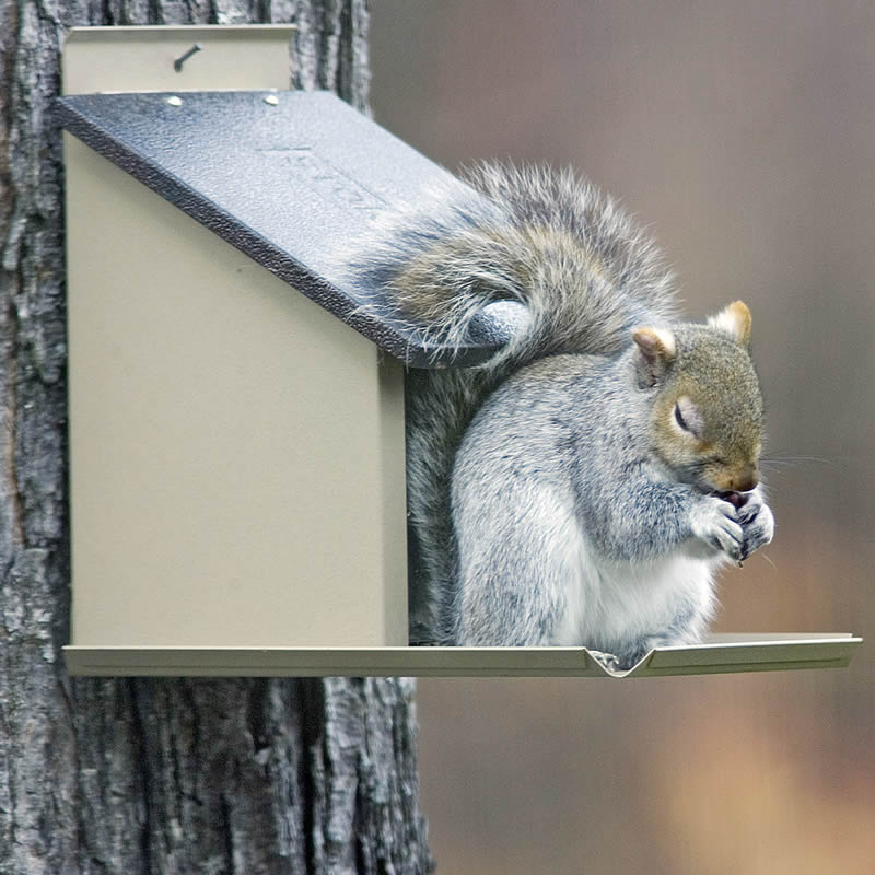 Squirrel Lunch Box with a squirrel lifting the hinged lid to access nuts inside a bird feeder. Features a clear plexiglass window and brown metal roof.