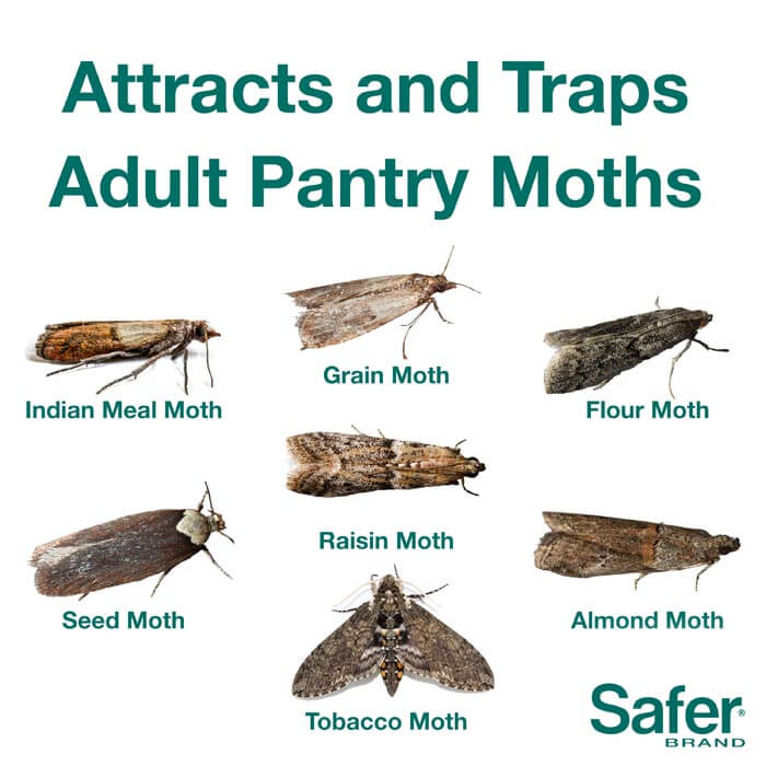 Pantry Pest Trap, 2 Pack: Close-up images of moths and insects, illustrating the effectiveness of the natural pest control traps for pantry moths.