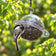 Bird perched on a transparent bird feeder filled with seeds against a green foliage background