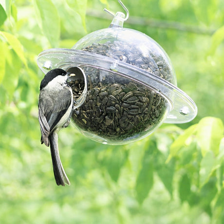 Bird perched on a transparent bird feeder filled with seeds against a green foliage background