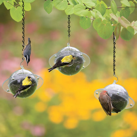 Duncraft Satellite, Set of 3: Clear plastic bird feeders with birds perched, featuring a 12-inch hanging chain, ideal for attracting smaller clinging birds.