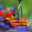 Bird perched on a Cuban Bowl & Metal Hanger, 5 Colors to Choose, hanging in a backyard.