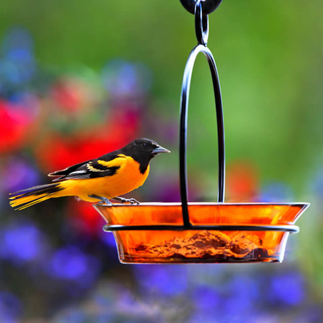 Bird perched on a Cuban Bowl & Metal Hanger, 5 Colors to Choose, hanging in a backyard.