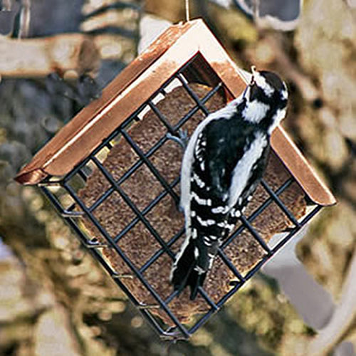 Copper Roof Suet Feeder with a Downy Woodpecker perched, showcasing the metal cage and shiny copper roof designed for weather protection and easy top filling.