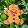 Gingerbread Man bird seed ornament featuring a seed-coated base, dried-fruit decorations, and a red raffia hanger, displayed among green shrubbery.