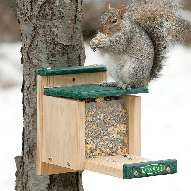 Duncraft Pandora's Box squirrel feeder with a green top, a squirrel lifting the lid to access peanuts, mounted on a tree.