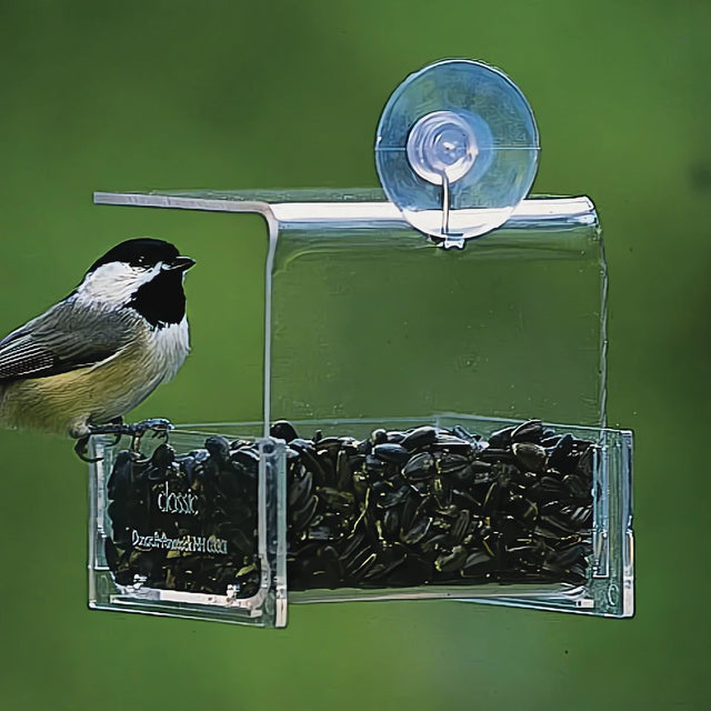 Duncraft Mini Window Feeder with a bird perched on it, showcasing its see-through design and suction cup attachment for easy refilling and cleaning.