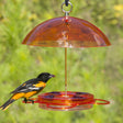 BirdsChoice Oriolefest Station: A bird perches on a feeder with four jelly dishes, a built-in ant moat, and a wide acrylic weather guard.