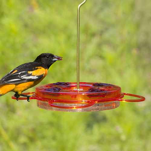 BirdsChoice Oriolefest Feeder with a bird perched, featuring four jelly dishes, nectar ports, perches, and an orange skewer hook.