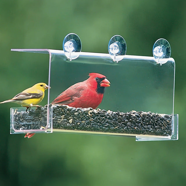 Duncraft Cardinal Classic Window Feeder with durable clear plastic, open-concept design, large suction cups, and overhanging roof; attracts birds like cardinals for close-up viewing.