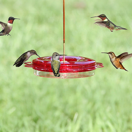 Hummingbirds around a red hummingbird feeder against a green background