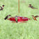 12 oz. Hummerfest Hummingbird Feeder with multiple feeding ports, hosting five hummingbirds, features rain overflow, ant moat, and clear basin for easy nectar viewing.
