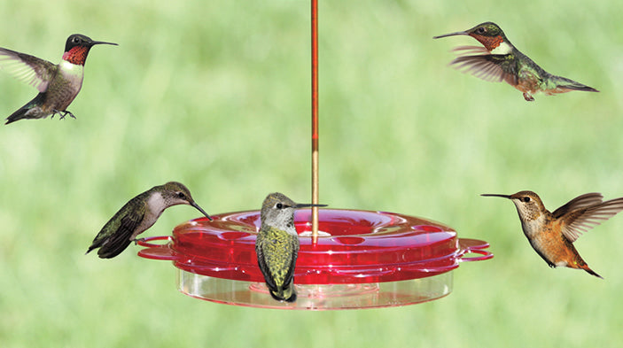 12 oz. Hummerfest Hummingbird Feeder with 6 feeding stations, showing multiple birds feeding and flying around the red dish feeder with clear nectar basin.