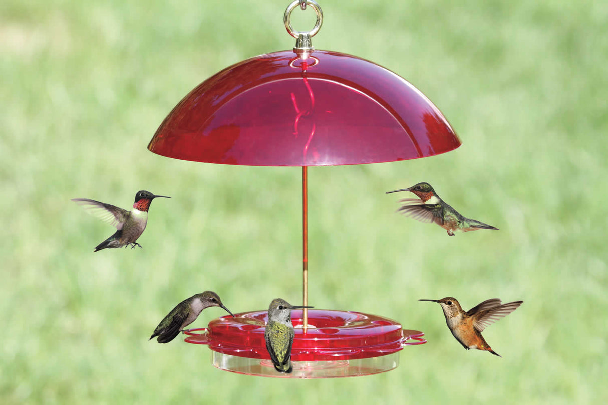 Hummerfest Feeder & Weather Guard with multiple hummingbirds feeding, featuring six ports, a clear plastic basin, and a red cover, mounted on a pole.