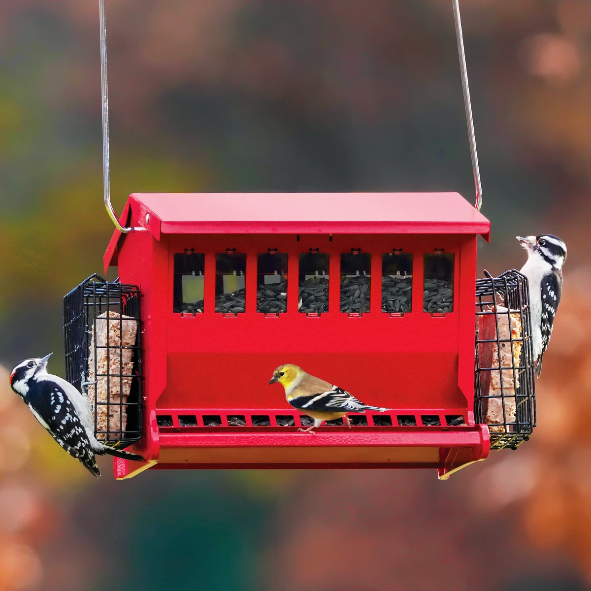 Seeds N More Feeder, Red, with hopper and suet cages, hosting American goldfinch and Downy Woodpeckers, showcasing its multi-food capability and bird-friendly design.