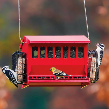 Seeds N More Feeder, Red, with hopper and suet cages, hosting American goldfinch and Downy Woodpeckers, showcasing its multi-food capability and bird-friendly design.