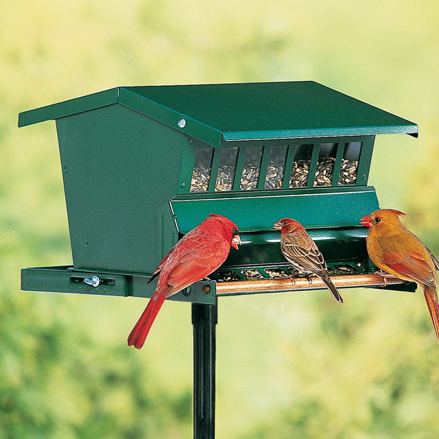 Group of birds feeding on the Original Absolute Bird Feeder, which features a squirrel-resistant, weight-activated perch and durable metal construction.