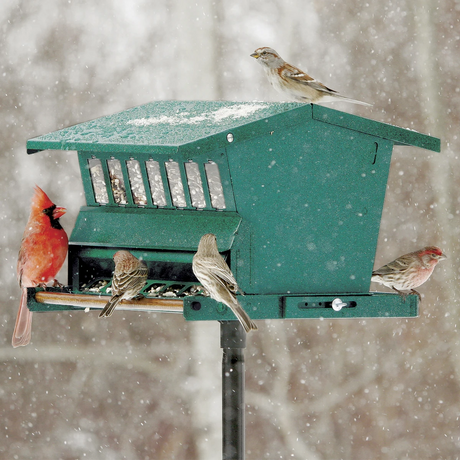 Original Absolute Bird Feeder with birds feeding, showcasing its squirrel-resistant design, weight-activated perch, and sturdy metal construction.