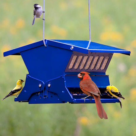 Electric Blue Absolute II bird feeder with seed, visited by a cardinal, goldfinches, and a chickadee. Steel construction with weight-activated perches.