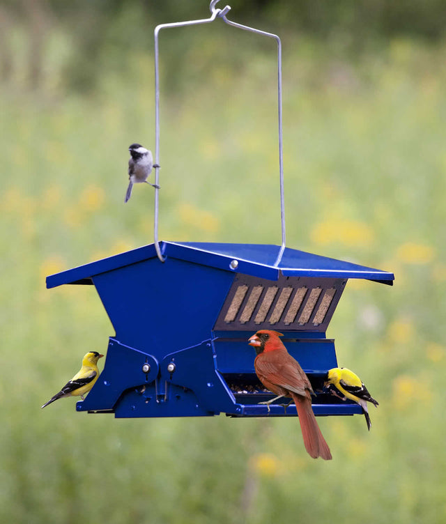 Electric Blue Absolute II bird feeder with multiple birds feeding, featuring weight-activated perches to deter squirrels and a sturdy metal design for outdoor use.