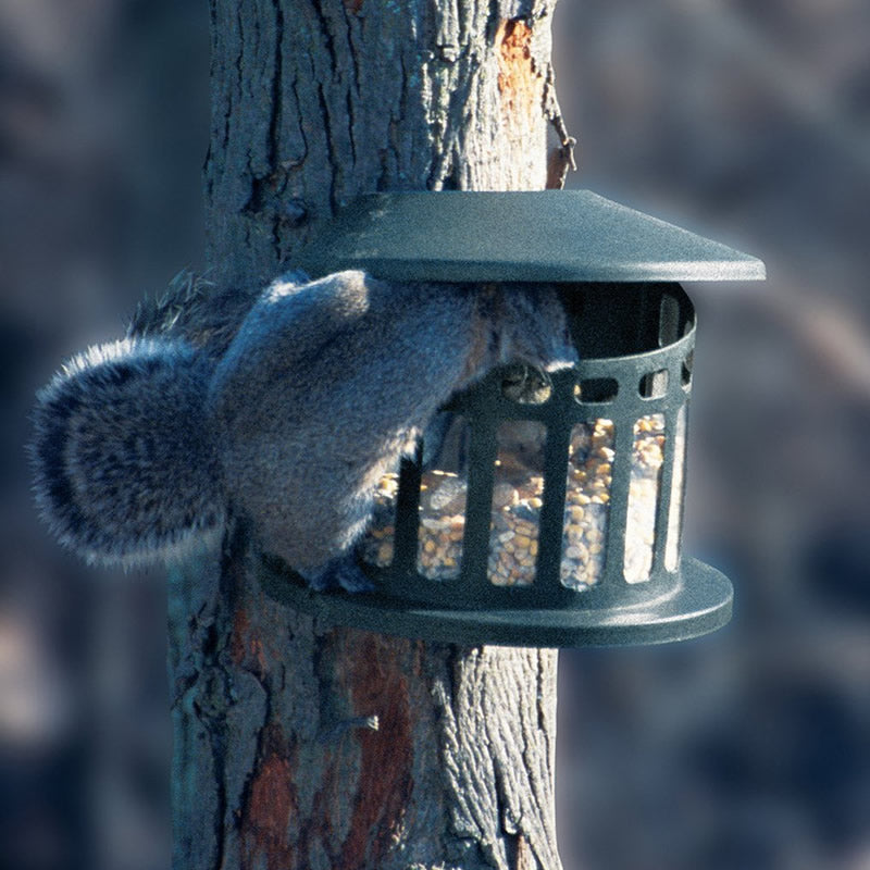 Squirrel Diner: A grey squirrel eats from a mounted, slate green, chew-proof steel feeder with an overhanging roof, designed to hold 3-5 lbs. of treats.