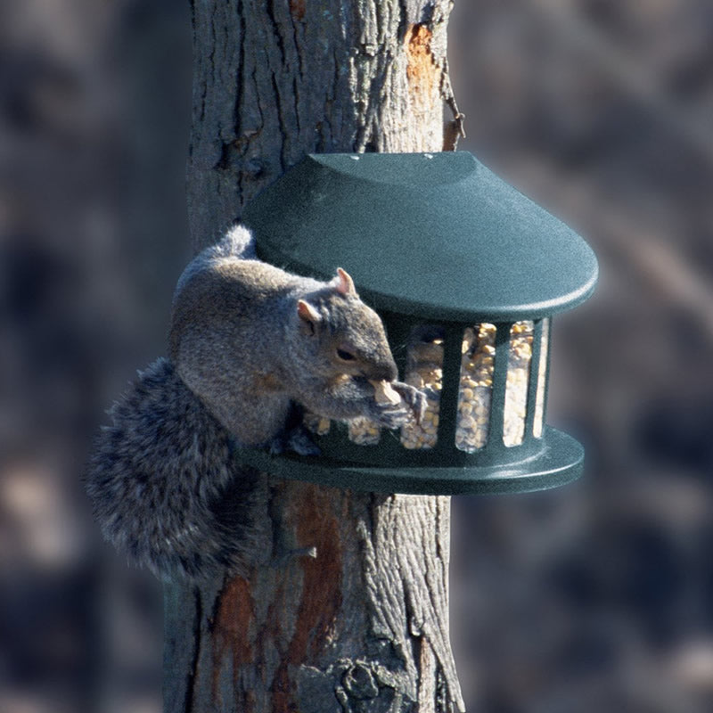 Squirrel Diner featuring a squirrel eating from a bird feeder, constructed of rust-resistant steel with an overhanging roof. Holds 3 to 5 lbs. of treats.