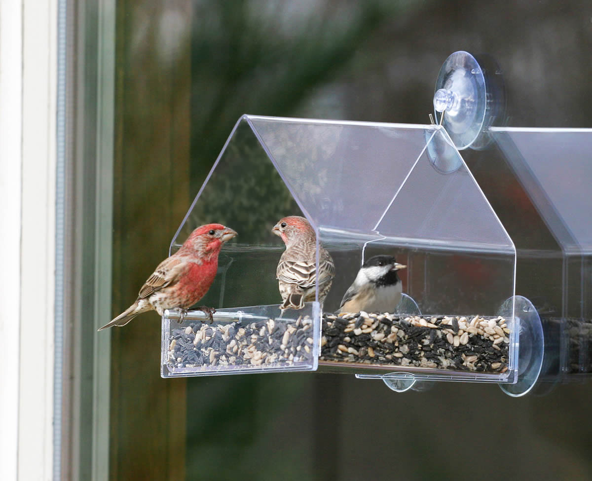 Duncraft Window Chalet Bird Feeder with birds perched on a clear plastic feeder attached to a window, featuring a wraparound roof and sides.