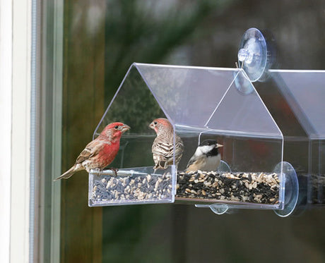 Duncraft Window Chalet, BOGO: Sparrows and finches feeding on a clear plastic bird feeder attached to a window with suction cups.